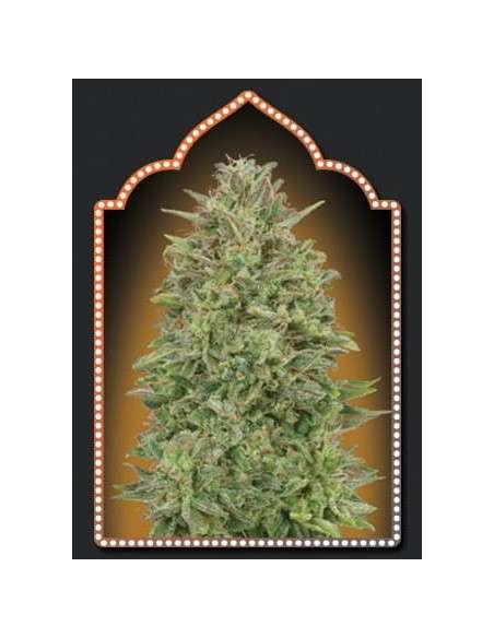00 SEEDS BANK - 00 Skunk - 1