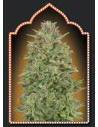00 SEEDS BANK - 00 Skunk - 1