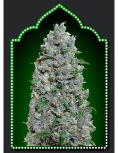 00 SEEDS BANK - Auto Afghan Mass XXL - 1