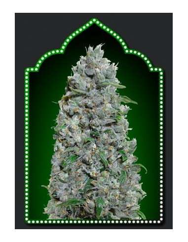 00 SEEDS BANK - Auto Afghan Mass XXL - 1