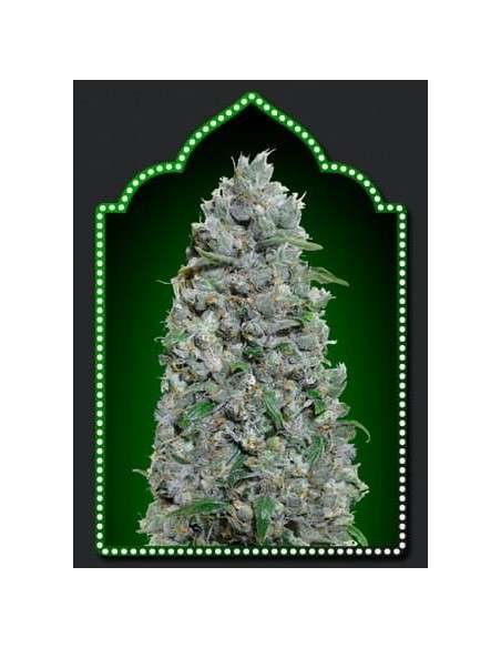 00 SEEDS BANK - Auto Afghan Mass XXL - 1
