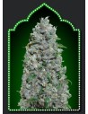 00 SEEDS BANK - Auto Afghan Mass XXL - 1