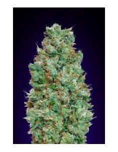 00 SEEDS BANK - Auto Blueberry - 1