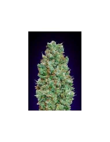 00 SEEDS BANK - Auto Blueberry - 1
