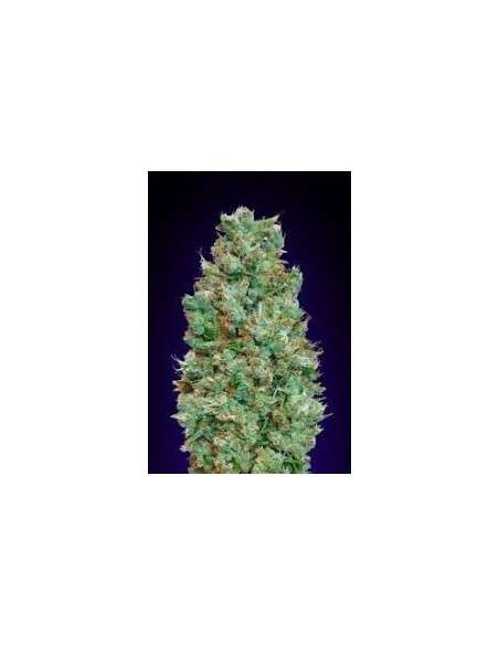 00 SEEDS BANK - Auto Blueberry - 1