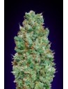 00 SEEDS BANK - Auto Blueberry - 1