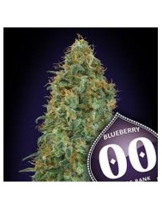 00 SEEDS BANK - Blueberry - 1