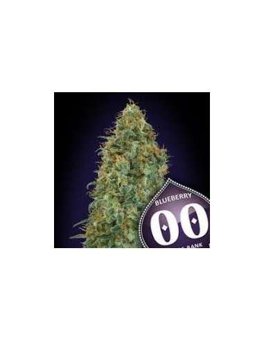 00 SEEDS BANK - Blueberry - 1