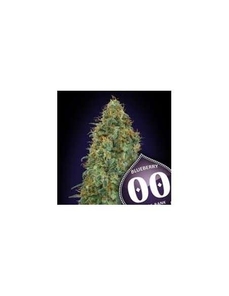 00 SEEDS BANK - Blueberry - 1