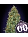 00 SEEDS BANK - Blueberry - 1