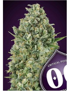 00 Seeds Bank - Critical Poison - 1