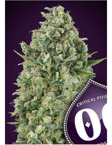 00 Seeds Bank - Critical Poison - 1