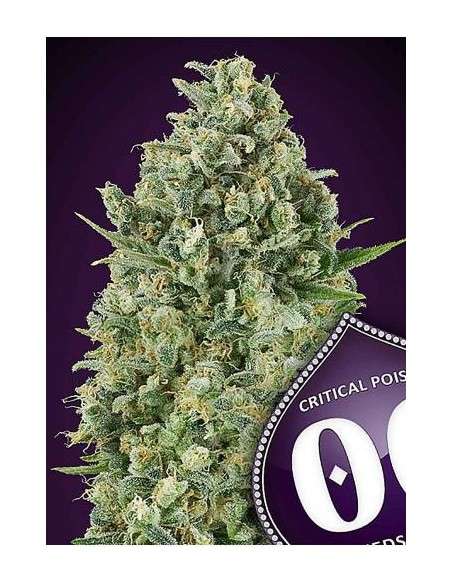 00 Seeds Bank - Critical Poison - 1