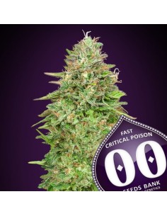 00 SEEDS BANK - Critical Poison Fast Version - 1