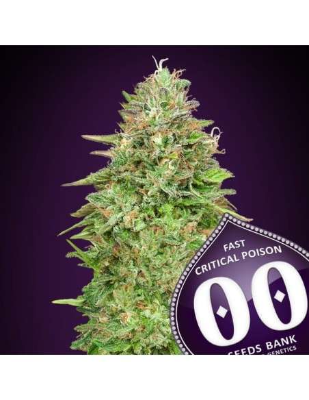 00 SEEDS BANK - Critical Poison Fast Version - 1