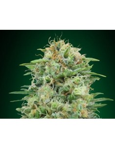 00 SEEDS BANK - White Widow CBD - 1