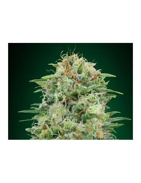 00 SEEDS BANK - White Widow CBD - 1