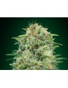 00 SEEDS BANK - White Widow CBD - 1