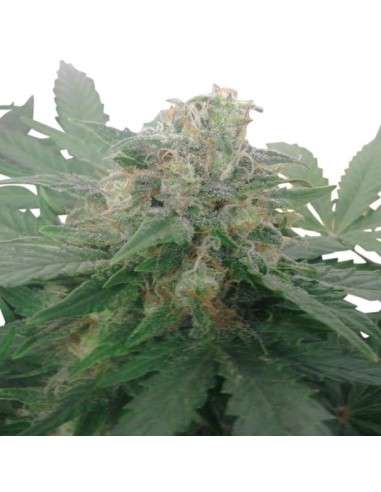 ROYAL QUEEN SEEDS - Royal Bluematic Automatic - 6