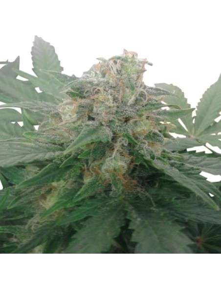 ROYAL QUEEN SEEDS - Royal Bluematic Automatic - 6