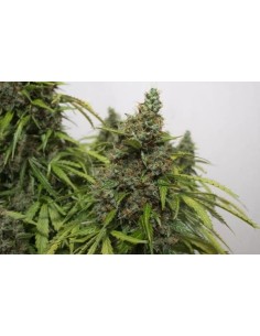 Mazar Auto F2 - 1 2