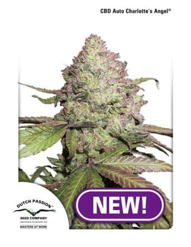 DUTCH PASSION - CBD Auto Charlotte’s Angel - 1