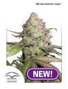 DUTCH PASSION - CBD Auto Charlotte’s Angel - 1