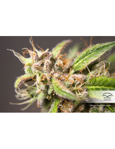 DUTCH PASSION - CBD Auto Charlotte’s Angel - 2
