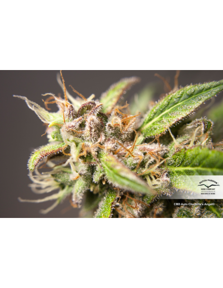DUTCH PASSION - CBD Auto Charlotte’s Angel - 2