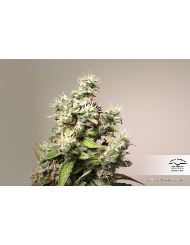 DUTCH PASSION - CBD Auto Charlotte’s Angel - 3