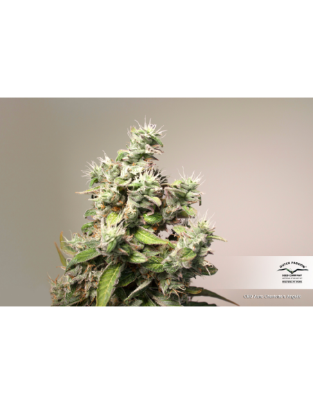 DUTCH PASSION - CBD Auto Charlotte’s Angel - 3