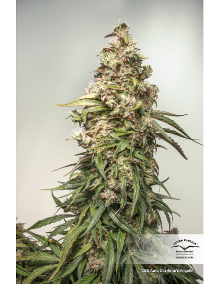 DUTCH PASSION - CBD Auto Charlotte’s Angel - 4