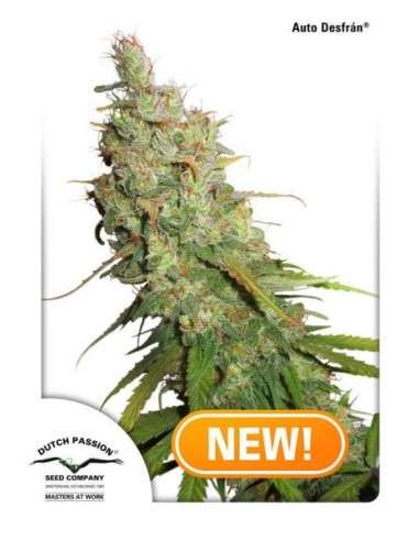 DUTCH PASSION - Auto Desfran - 1