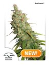 DUTCH PASSION - Auto Desfran - 1