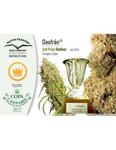 DUTCH PASSION - Auto Desfran - 2