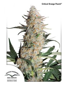 DUTCH PASSION - Critical Orange Punch - 1