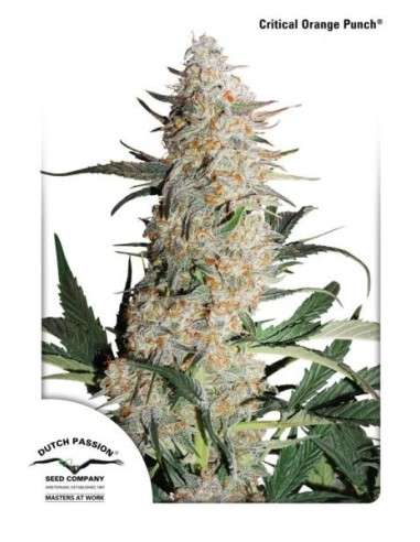 DUTCH PASSION - Critical Orange Punch - 1