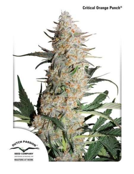 DUTCH PASSION - Critical Orange Punch - 1