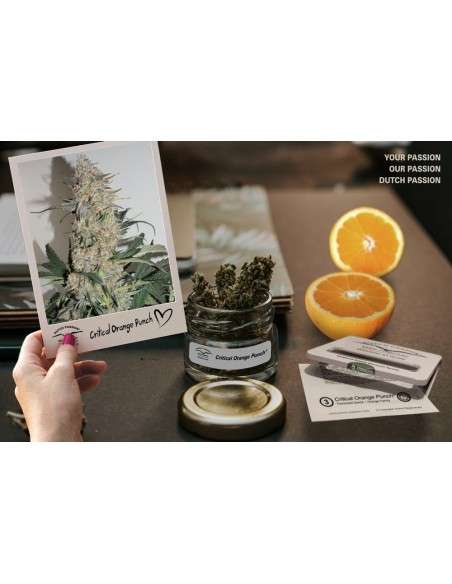 DUTCH PASSION - Critical Orange Punch - 2