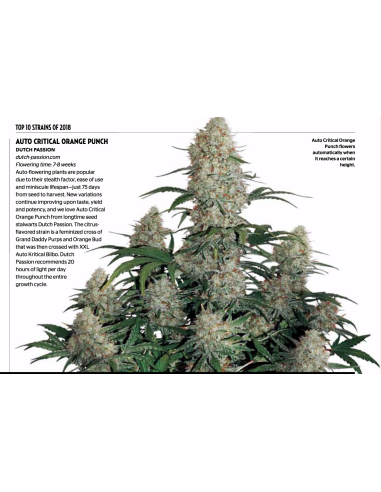 DUTCH PASSION - Critical Orange Punch - 3