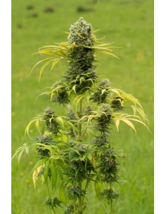 DINAFEM - Dinamed CBD Plus - 1