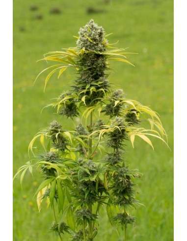 DINAFEM - Dinamed CBD Plus - 1