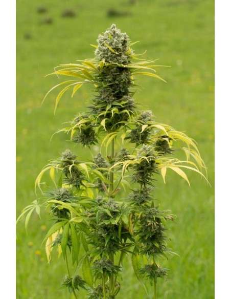 DINAFEM - Dinamed CBD Plus - 1