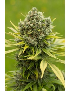 DINAFEM - Dinamed CBD Plus - 1 2