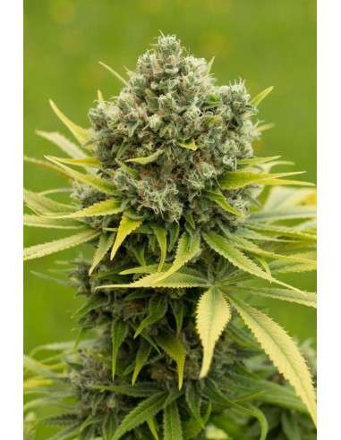 DINAFEM - Dinamed CBD Plus - 2