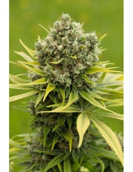 DINAFEM - Dinamed CBD Plus - 2