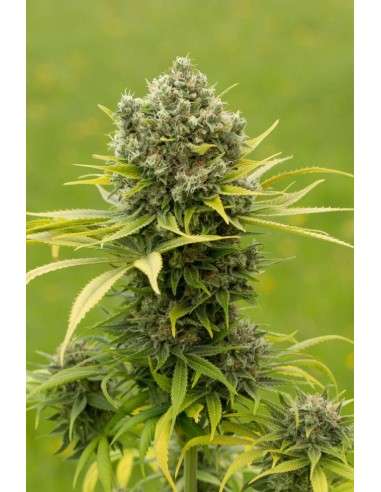 DINAFEM - Dinamed CBD Plus - 3