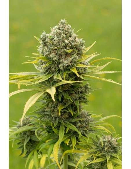 DINAFEM - Dinamed CBD Plus - 3