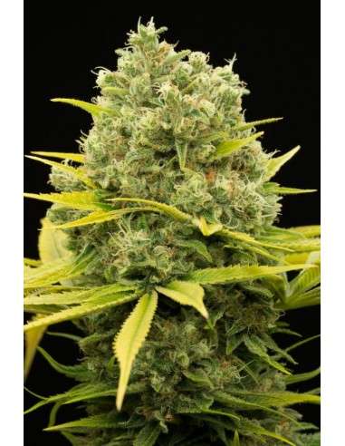 DINAFEM - Dinamed CBD Plus - 4