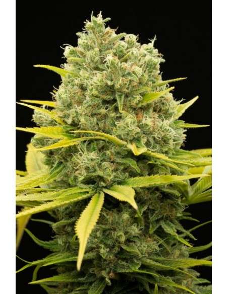 DINAFEM - Dinamed CBD Plus - 4